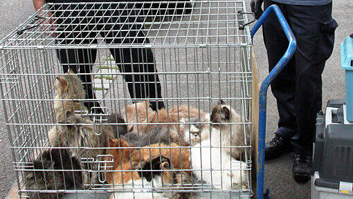 Aus einer Wohnung evakuierte Katzen sitzen am Montag in Augsburg in einem Kaefig. Veterinaeramt und Polizei stellten in einer Wohnung mehr als 30 Tiere sicher. Aus einer Wohnung evakuierte Katzen sitzen am Montag in Augsburg in einem Kaefig. Veterinaeramt und Polizei stellten in einer Wohnung mehr als 30 Tiere sicher.