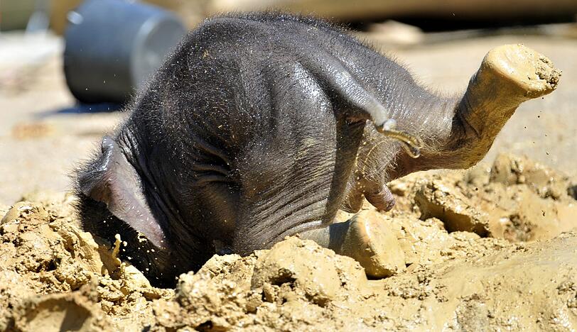 Elefant beim Schlammbad