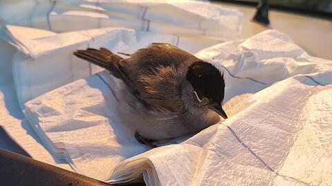 Das Krankenlager des Singvogels, ein Handtuch in einem Karton.