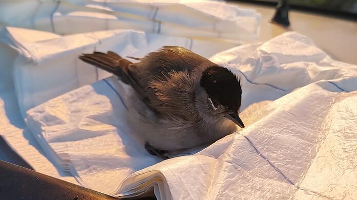 Das Krankenlager des Singvogels, ein Handtuch in einem Karton.