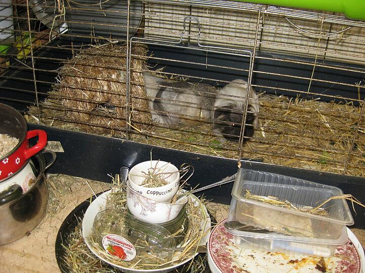 Schmutziger Käfig neben verdrecktem Geschirr: So hausen die Laimer Meerschweinchen, als sie entdeckt werden.