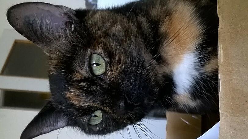 Chaya