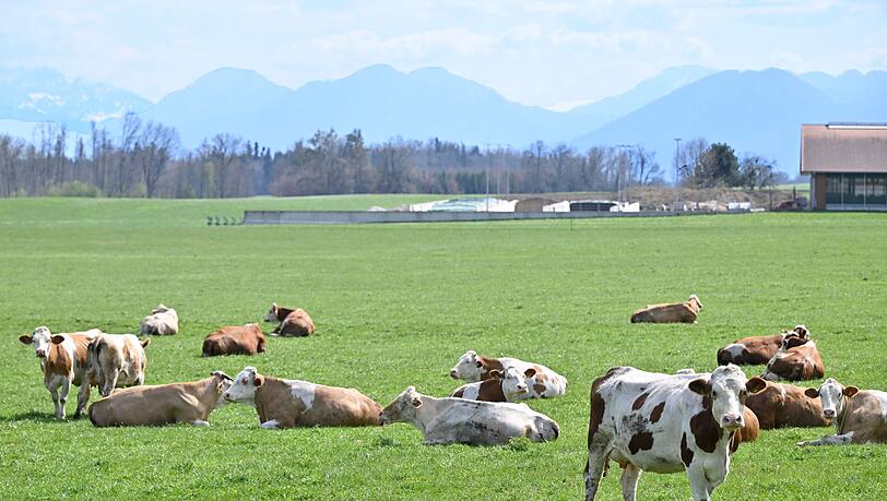 Auch auf Bayerns Weiden werden Rinder seltener. Das "Alpenfleckvieh" - so der offizielle Name - ist ein sogenanntes Doppelnutzungsrind, das sowohl für Fleisch- als auch Milchproduktion gezüchtet wird. Die in Norddeutschland üblichen schwarz-bunten Holsteinrinder hingegen sind Milchkühe. (Symbolbild)