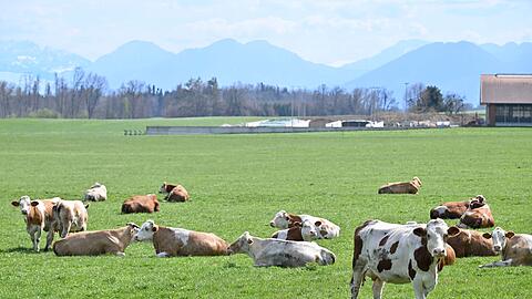 Auch auf Bayerns Weiden werden Rinder seltener. Das "Alpenfleckvieh" - so der offizielle Name - ist ein sogenanntes Doppelnutzungsrind, das sowohl für Fleisch- als auch Milchproduktion gezüchtet wird. Die in Norddeutschland üblichen schwarz-bunten Holsteinrinder hingegen sind Milchkühe. (Symbolbild)