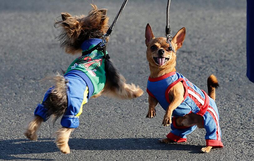 Platz 2: Chihuahua &ndash; Paris Hilton hat einen, Micky Rourke &ndash; und die Münchner mittlerweile auch. Der Chihuahua ist ein Modehund. In der Stadt gibt es 1401 davon.