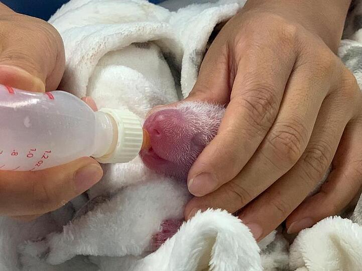 Ein Panda-Baby bekommt abgepumpte Milch von seiner Mutter per Fläschchen.