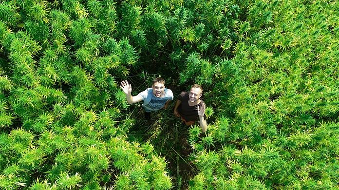 Daniel Baumann (l.) und Markus Kneißl winken aus einem ihrer Hanffelder. Insgesamt kommen sie auf eine Anbaufläche von rund 40 Hektar. Die ungeschälten Hanfsamen sehen Erdnüssen ähnlich.
