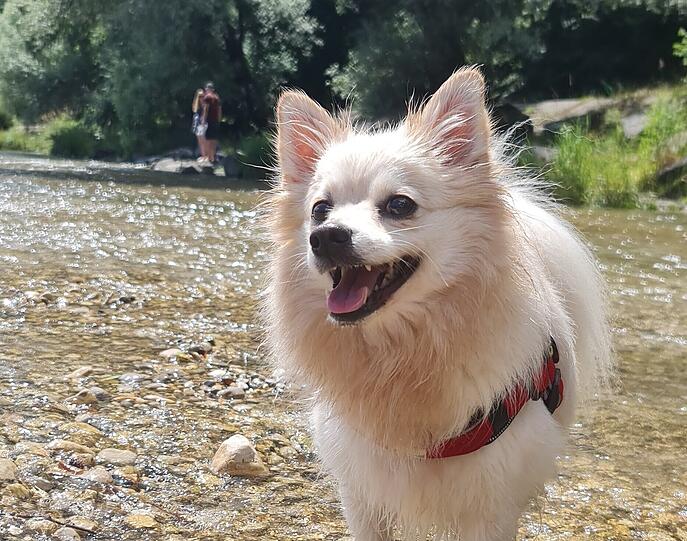 Bella