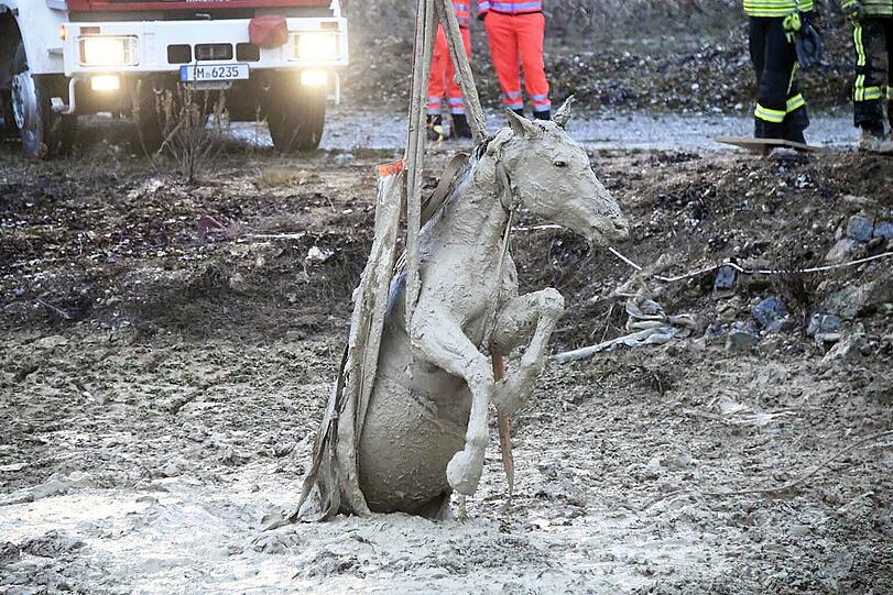Die Feuerwehr Taufkirchen hat am Sonntag einen ungewöhnlichen Einsatz souverän erledigt: Das im Matsch versunkene Pferd wurde unversehrt gerettet.