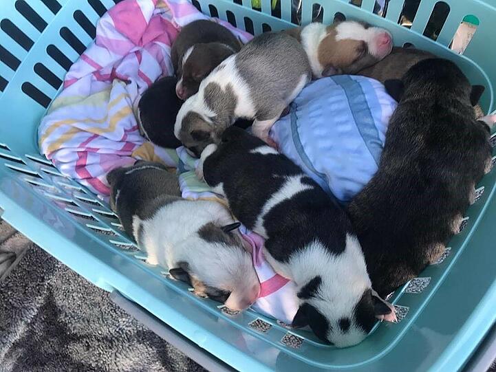 Die Hündin und ihre 14 Welpen konnten von Tierfreunden gerettet werden.