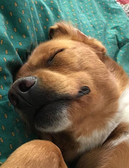 Leon: Alle Hunde haben etwas Besonderes und Magisches.
