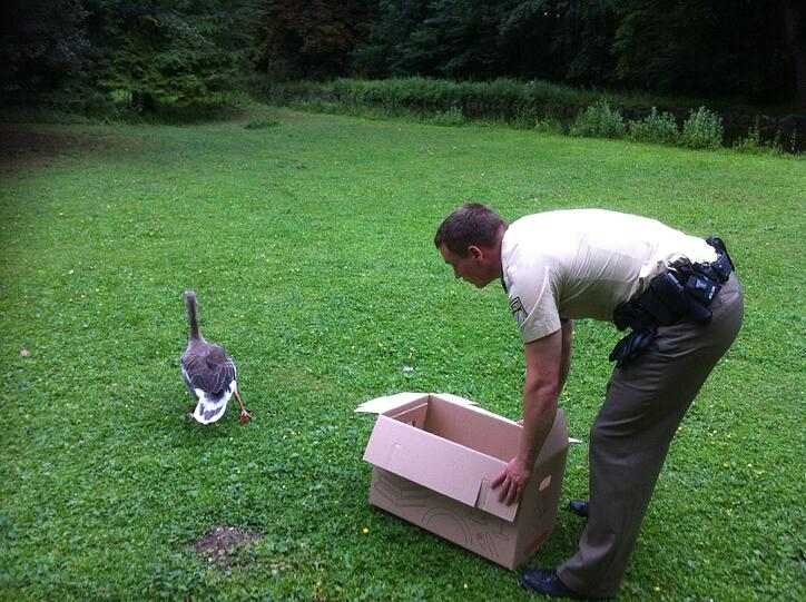 Ein Helfer lockt die Gans, später wird sie im Nymphenburger Schlosspark ausgesetzt.