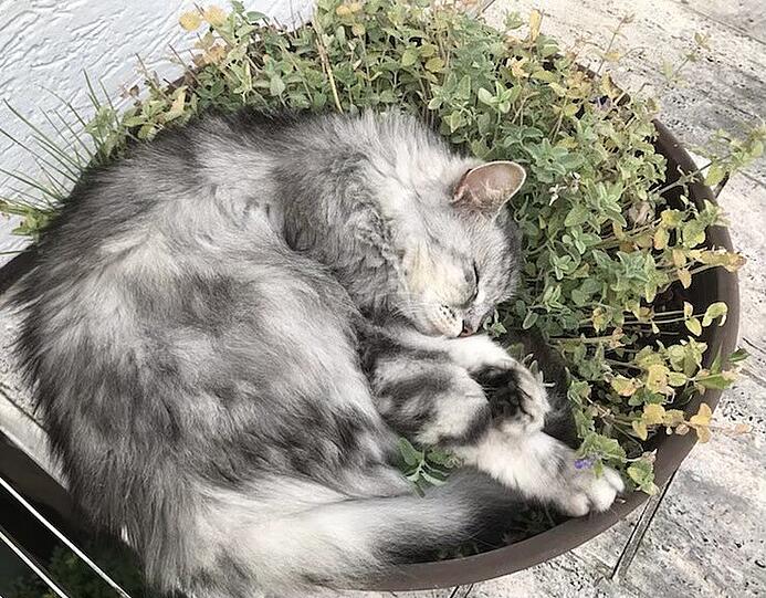 Emmi