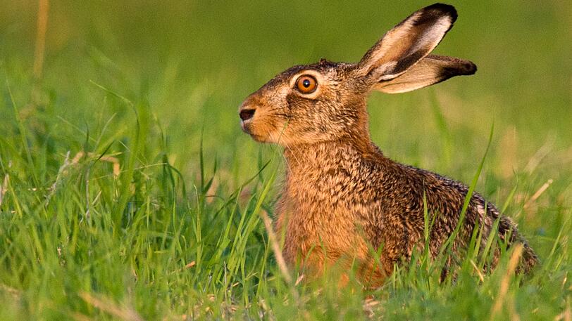 Ein Feldhase (Lepus europaeus) hockt im Licht der untergehenden Sonne auf einem Feld. (Symbolbild)