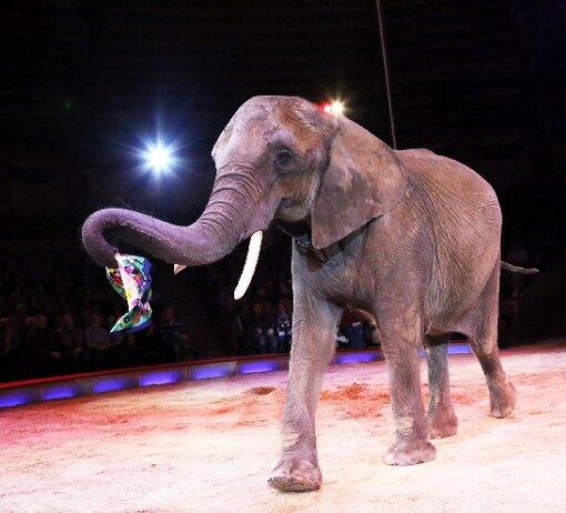 Der kleine Elefant in der Manege: Willkommen im Circus Krone.