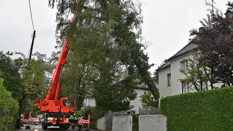 Eine etwa 25 Meter hohe entwurzelte Birke war eine der letzten Nachwehen des Unwetters - im Häherweg in Trudering-Riem.