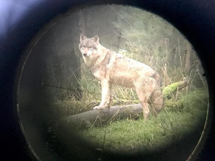 Wölfe sind streng geschützt - haben sich in den vergangenen Jahren aber stark vermehrt und greifen immer wieder Nutztiere an.