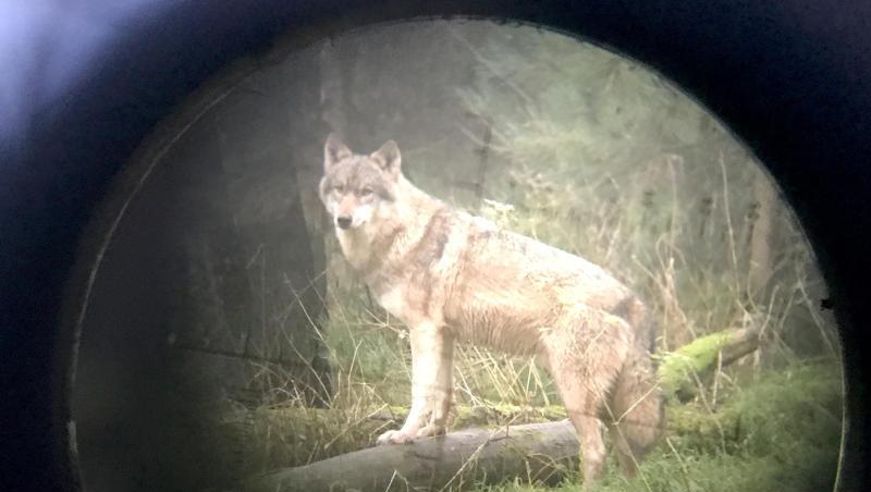 Wölfe sind streng geschützt - haben sich in den vergangenen Jahren aber stark vermehrt und greifen immer wieder Nutztiere an. Wölfe sind streng geschützt - haben sich in den vergangenen Jahren aber stark vermehrt und greifen immer wieder Nutztiere an.