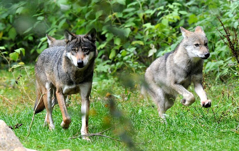 Die Gesamtzahl der Wölfe in Deutschland wird von Experten auf etwa 350 geschätzt.