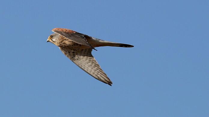 Ein Turmfalke in der Luft auf dem Weg zur Mäusejagd.