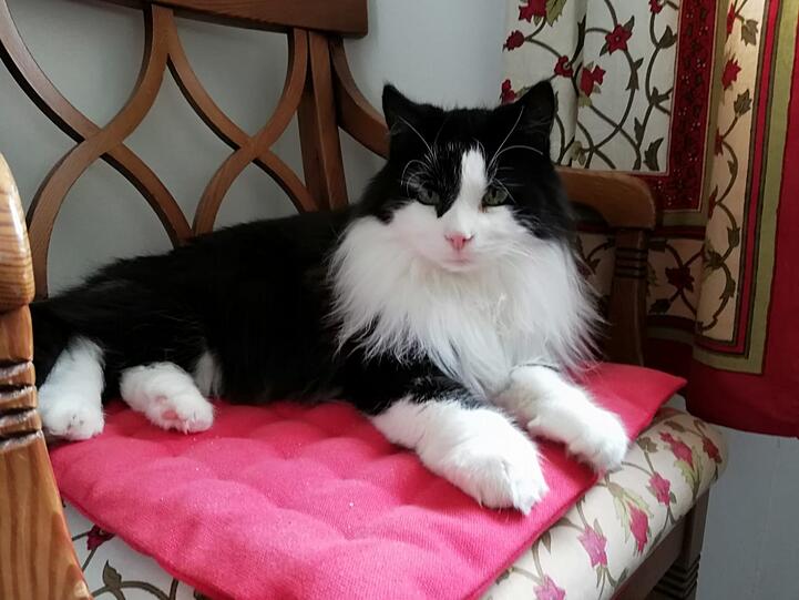 Dario