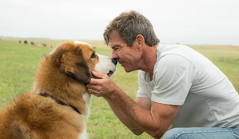 Bailey hat sein erstes Herrchen Ethan (Dennis Quaid) wiedergefunden. Sie sehen jetzt beide ein wenig anders aus.
