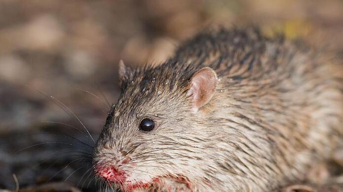 Einige Gemeinden haben vermehrt mit Ratten zu kämpfen. (Symbolbild)