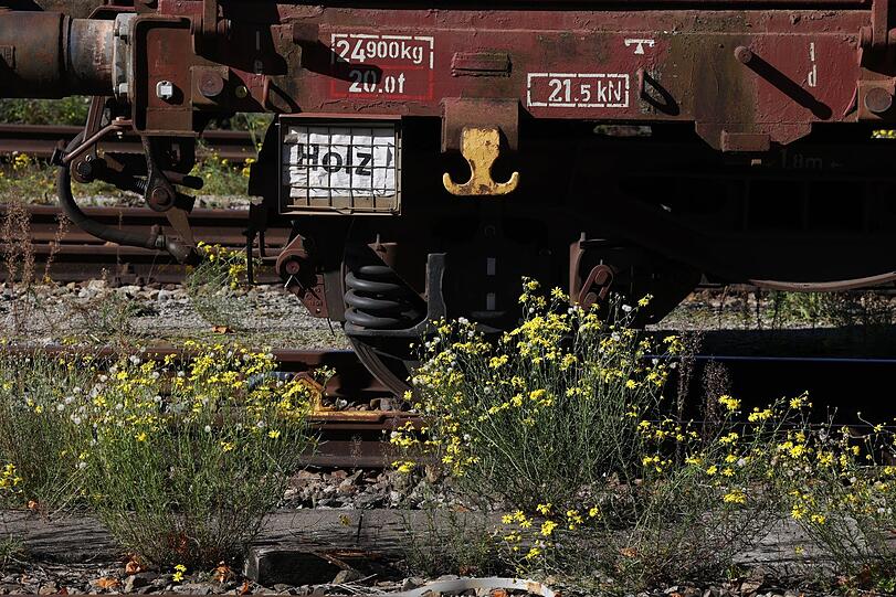 Bahn-Biotop: wilde Vegetation zwischen den Gleisen.