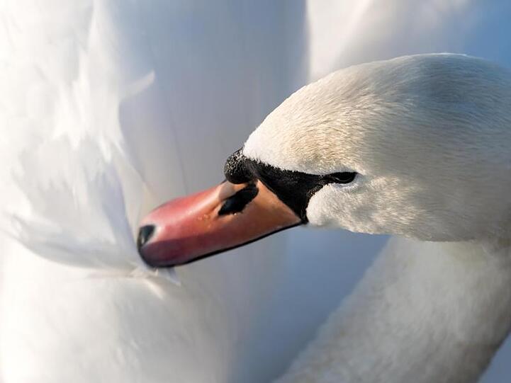 Ein (gesunder) Schwan. Foto: Sven Hoppe/Archiv