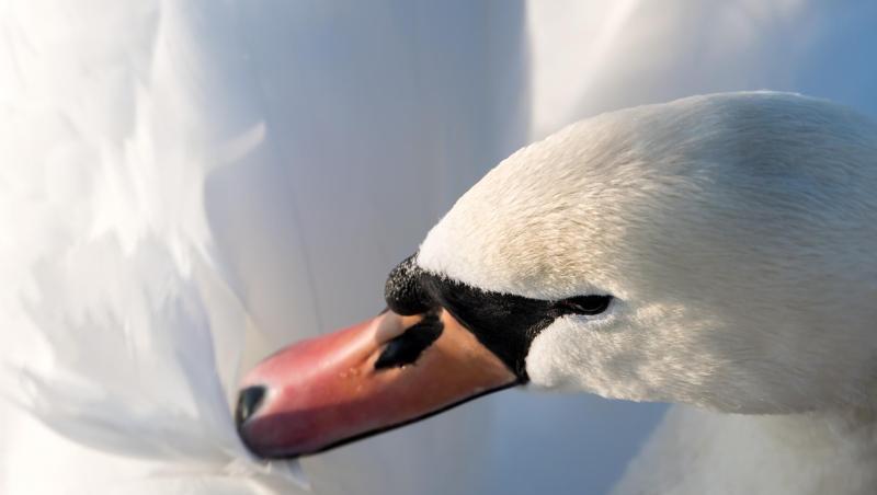 Ein (gesunder) Schwan. Foto: Sven Hoppe/Archiv Ein (gesunder) Schwan. Foto: Sven Hoppe/Archiv
