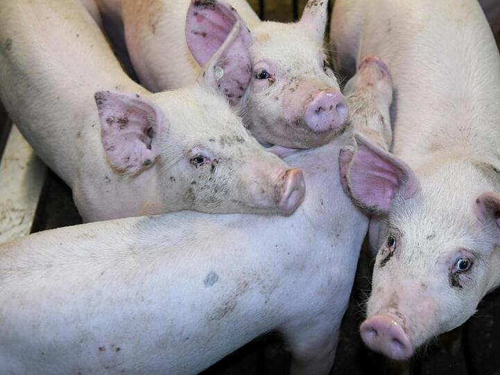 Schweine stehen zusammengefercht in einem Stall. Foto: Carsten Rehder/dpa/Archivbild