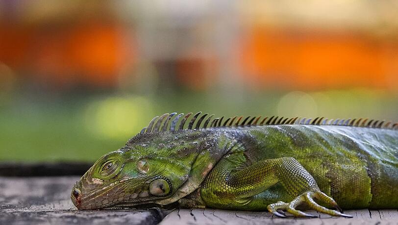 In S&uuml;dflorida gelten die Tiere als Plage. (Archivfoto)