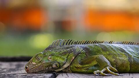 In S&uuml;dflorida gelten die Tiere als Plage. (Archivfoto)