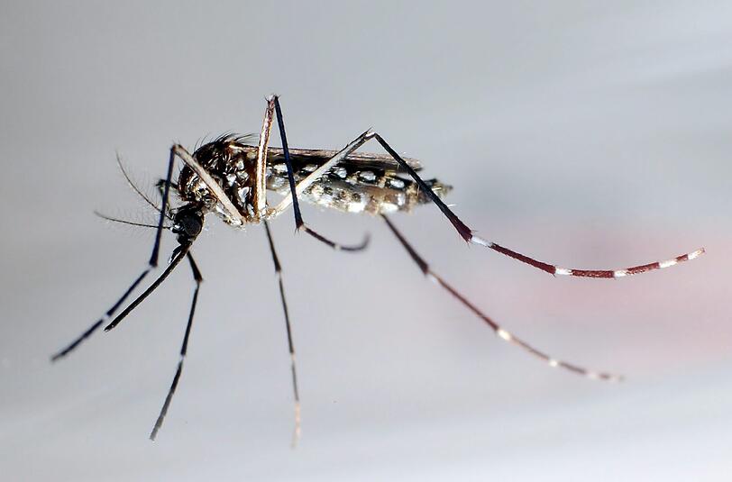 220.000 Soldaten sollen helfen, die Moskitoart Aedes aegypti zu bekämpfen. Die Mückenart überträgt auch Dengue und Gelbfieber.