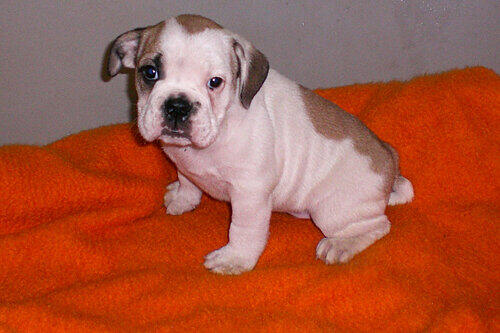 So süß, aber leider auch krank: ein American Bulldog-Welpe.