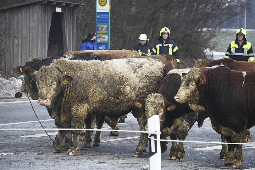 Zehn Rinder haben am Montagnachmittag die Einsatzkräfte auf Trab gehalten: Sie waren bei einem Unfall ausgebüxt und weigerten sich beharrlich wieder in den Anhänger zu klettern.