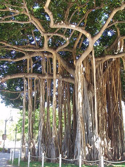 Banyan-Bäume gibt es auf allen hawaiianischen Inseln.