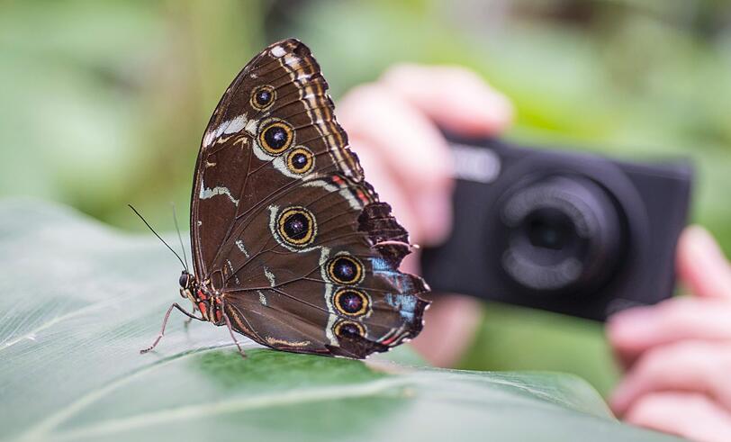 Im Botanischen Garten kann man in den kommenden Tagen Schmetterlinge beobachten.