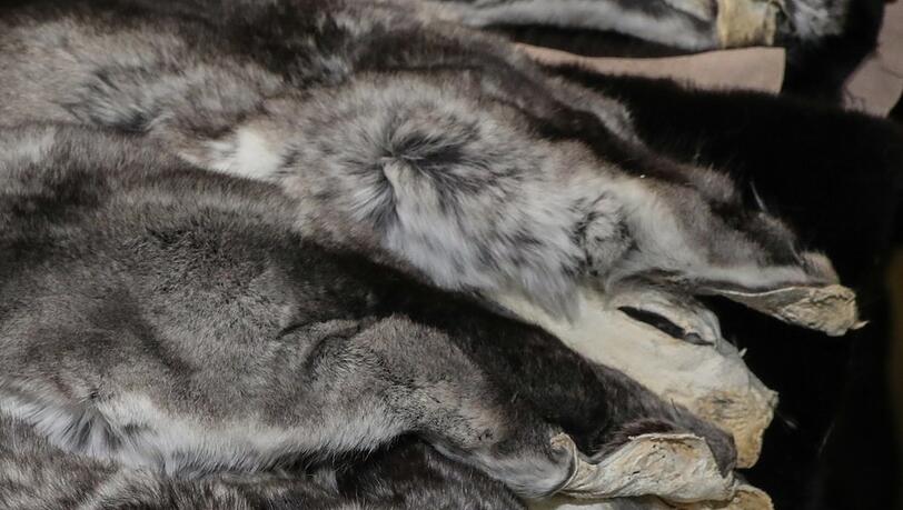 Unverarbeitete Chinchilla-Pelze.Fröhlich liebt die Arbeit mit dem Material. Unverarbeitete Chinchilla-Pelze.Fröhlich liebt die Arbeit mit dem Material.