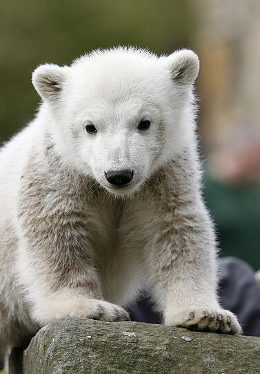 Eisbär Knut als Baby mit seinem ehemaligen Pfleger.