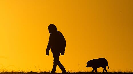 Die Polizei sucht nach dem Hund und seinem Herrchen. (Symbolbild)