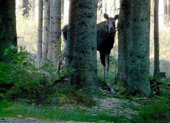 Grüß Gott in Bayern! Diesen Elch hat ein Jäger im Bayerischen Wald fotografiert.
