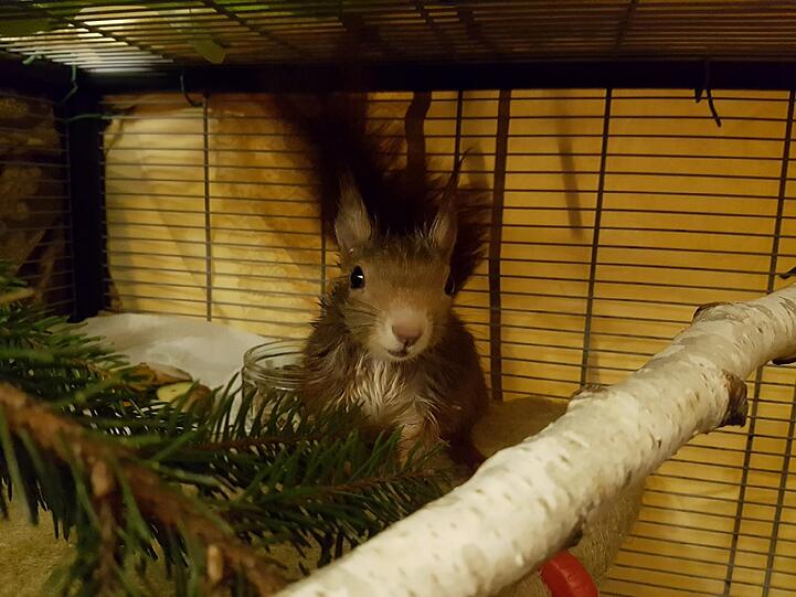 Jetzt kann sich "Olivio" mit Weihnachtsnüssen erholen.