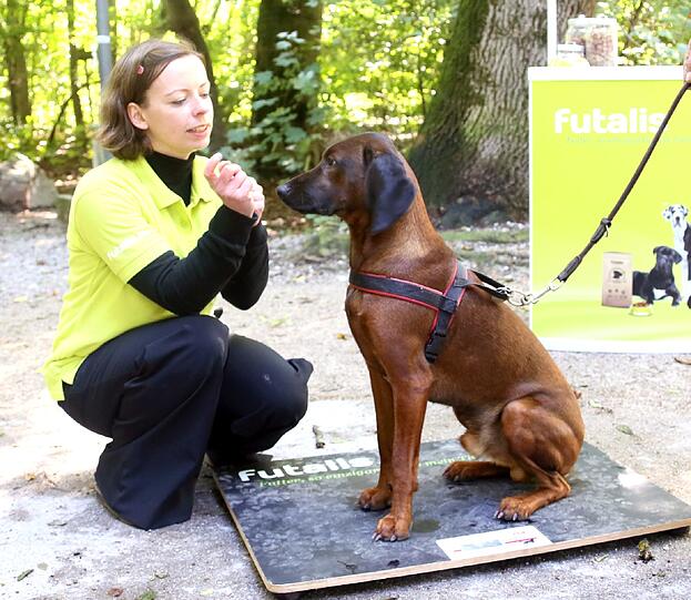 Der Bayerische Gebirgsschweißhund Alex ist ein Jahr alt und 23,1 Kilo schwer - das passt!