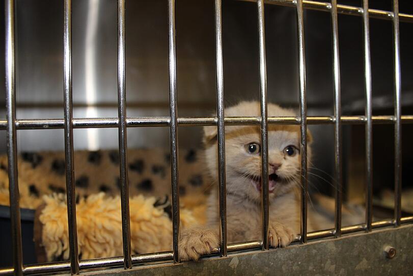 Die Katzenbabys bei der Aufnahme in die Quarantänestation des Tierheims.