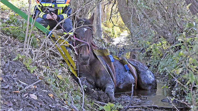 Die Feuerwehr zieht "Rio" mit vereinten Kräften aus dem Bachlauf. Die Bilder der Rettungsaktion.