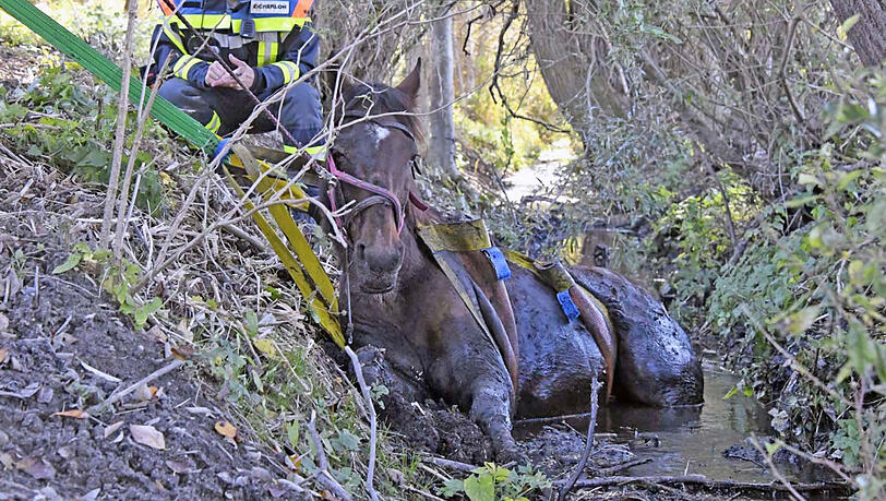Die Feuerwehr zieht "Rio" mit vereinten Kräften aus dem Bachlauf. Die Bilder der Rettungsaktion. Die Feuerwehr zieht "Rio" mit vereinten Kräften aus dem Bachlauf. Die Bilder der Rettungsaktion.
