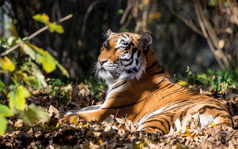 Doch nicht nur der Nachwuchs ist verspielt. Die Sibirischen Tiger Ahimsa und Jegor lieben es, im raschelnden Herbstlaub zu toben.