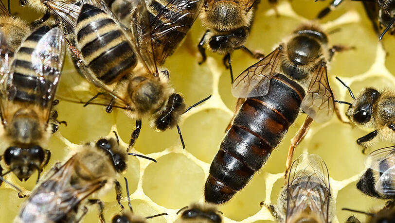 Nur eine Königin lebt in einem Bienenvolk, sie ist größer als die anderen und legt pro Tag rund 2.000 Eier in die Wabenzellen. Nur eine Königin lebt in einem Bienenvolk, sie ist größer als die anderen und legt pro Tag rund 2.000 Eier in die Wabenzellen.