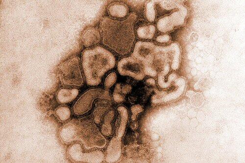 Schweinegrippe-Virus reist um die Welt